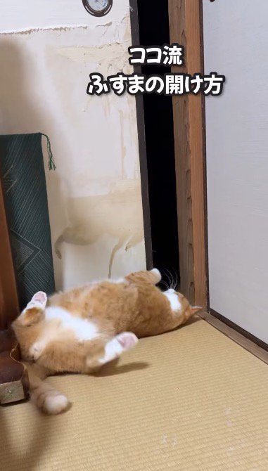 襖に前足をかけて、体を捻る反動で襖を開ける猫