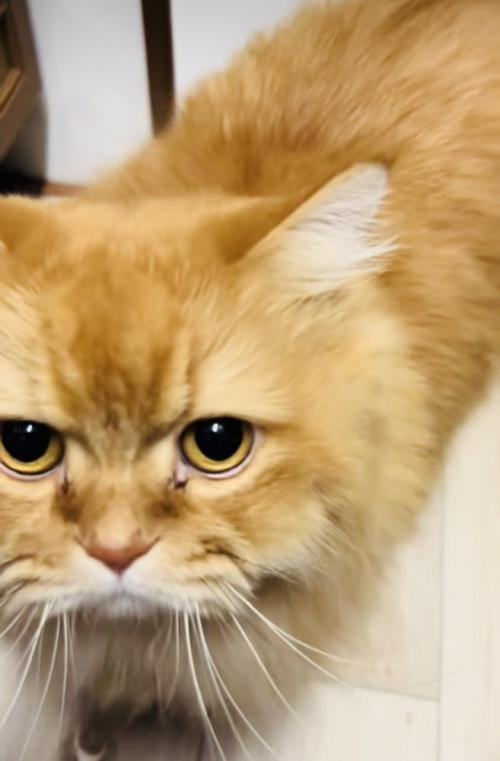 ママにおもちゃ取ってと訴えるサイベリアン