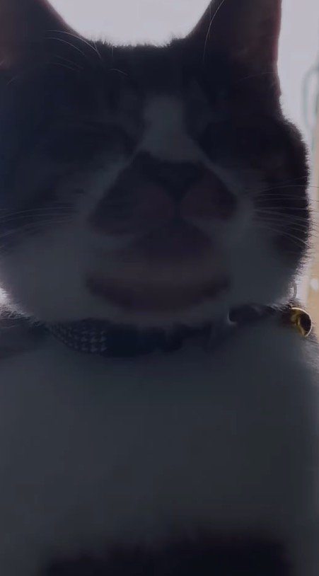 カメラが近づいて表情が見えてきた猫