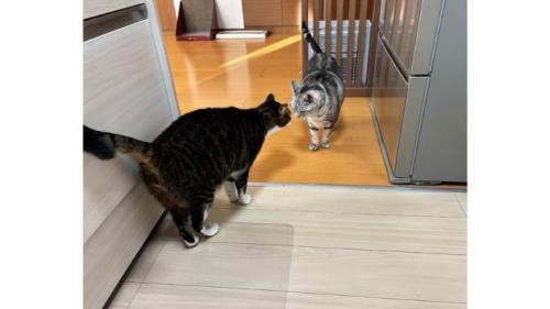 キッチンにいる猫たち