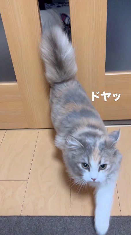 開けたドアから入ってくる猫