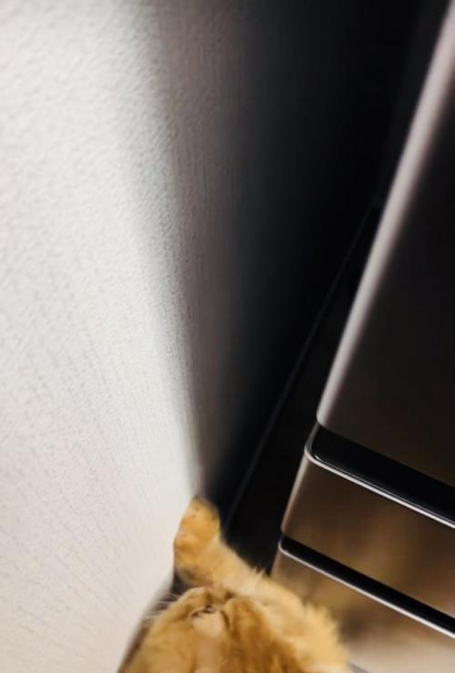 クローゼットと壁の隙間に入ったおもちゃを見るサイベリアン