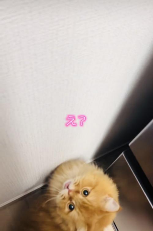 ママの呼びかけに答えるサイベリアン