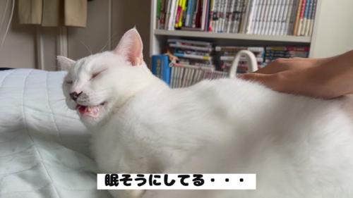 眠たそうなハクくん