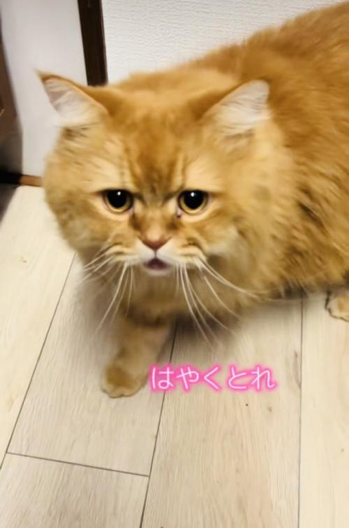 ママに向かって鳴くサイベリアン