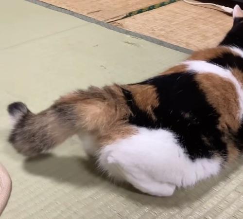 しっぽのアップ写真