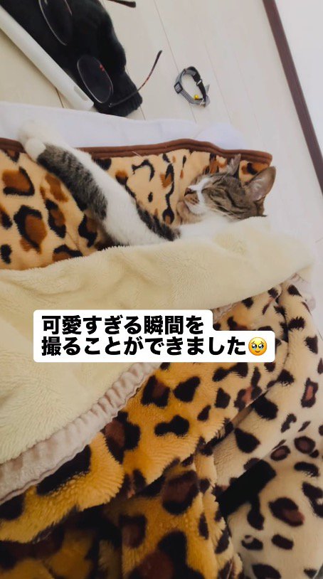 毛布の中で眠る猫