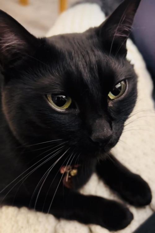 ママの膝の上で甘える黒猫