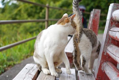 ニオイが気になる猫
