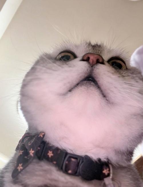 下から見た猫の顔2