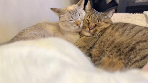 猫2匹