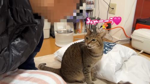 みゃーーう