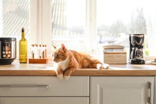 キッチンの猫