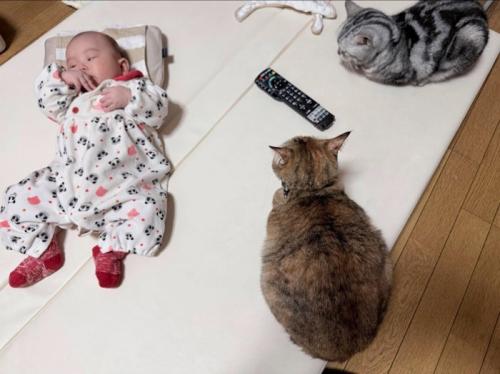 赤ちゃんを見守る猫たち