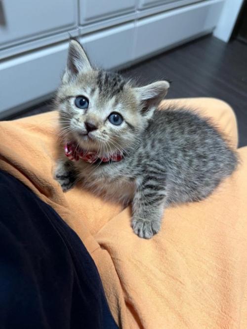 見上げる子猫