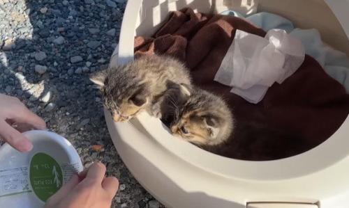 お皿を眺める2匹の子猫