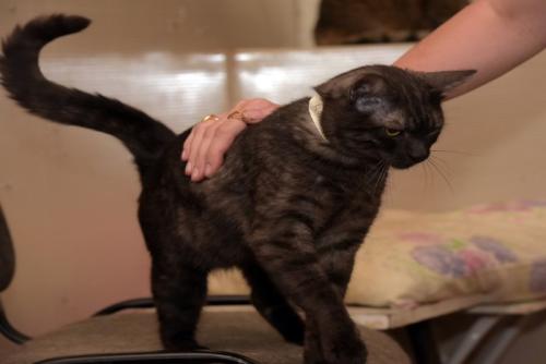 おしりトントンされる猫