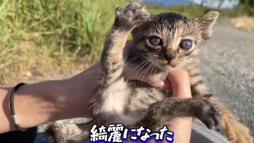 足を開く子猫