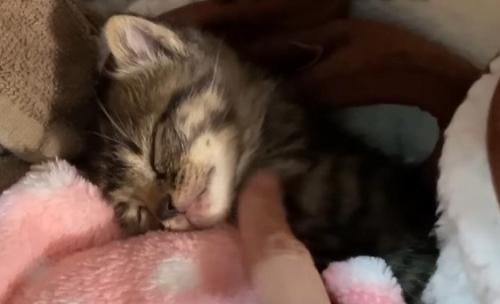 眠る子猫