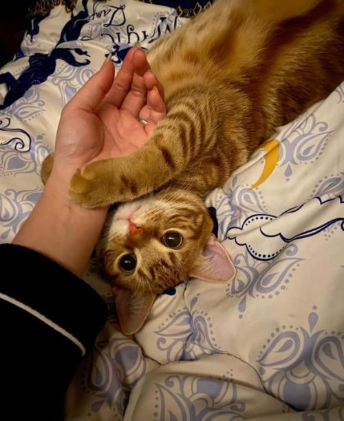 床で飼い主の手をにぎる猫