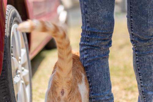 足もとに来る猫