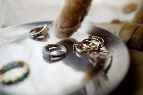 いたずらをする猫