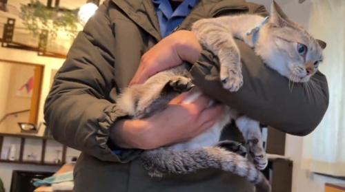 抱っこされておなかをもまれる猫2