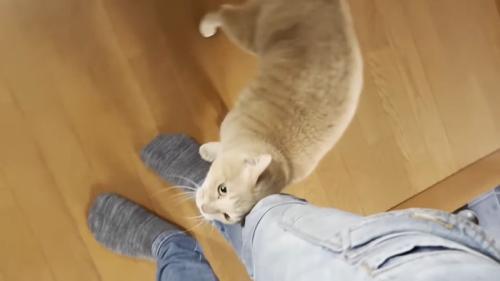 足にスリスリ