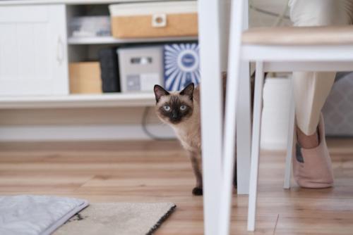 のぞき見するように隠れる猫