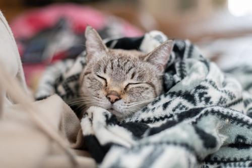 毛布に包まる猫