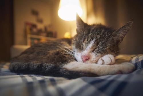 薄明かりの中で寝ている老猫