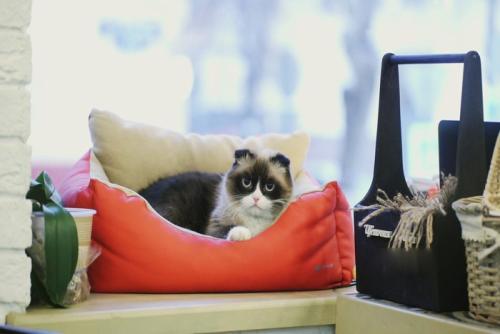 「まさか出かける気?」とにらむ猫