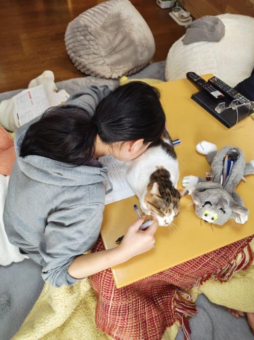 猫に顔を押し付ける女の子