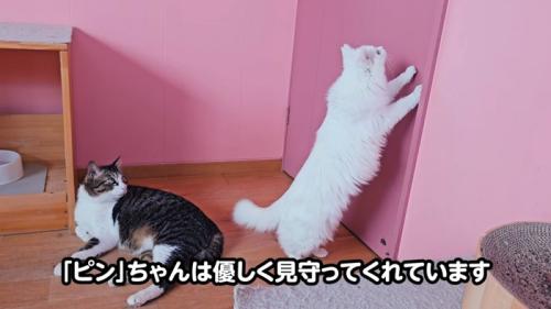 立ち上がる猫を見る猫