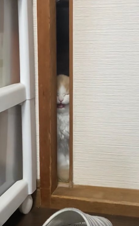 目を閉じて口を開いている猫