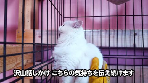 横を向く猫