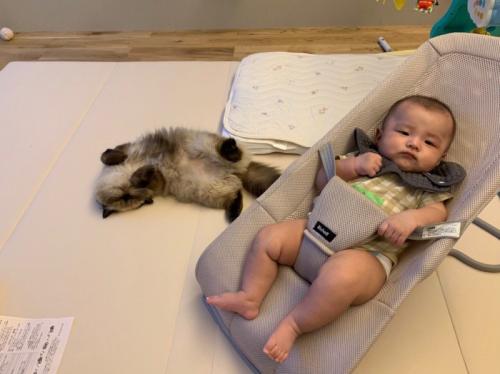 仰向けの猫