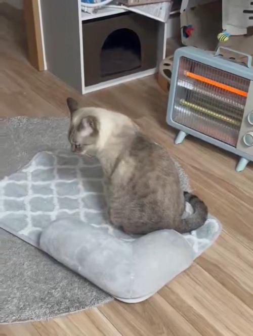 下を向く猫