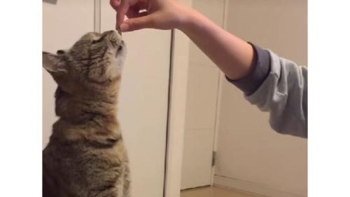 室内にいる猫
