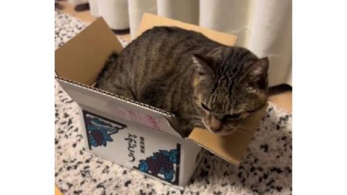 箱に入っている猫