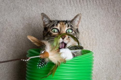 おもちゃに大興奮の猫