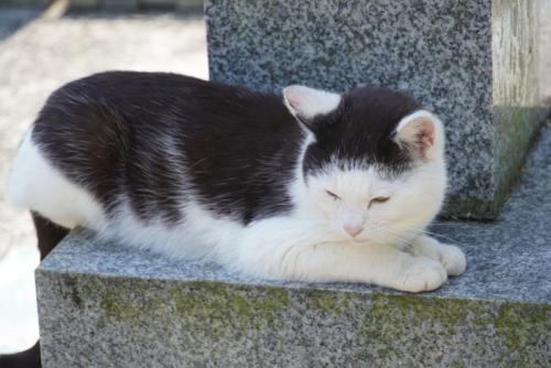 スフィンクス座りする猫