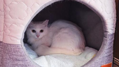 猫ベッドの中にいる猫