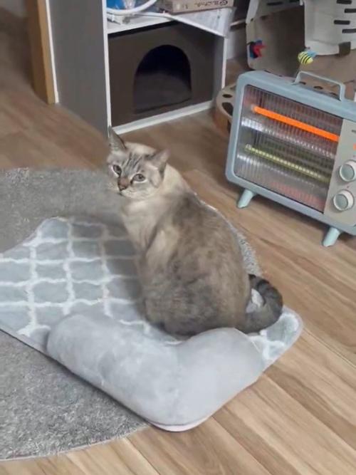 振り向く猫