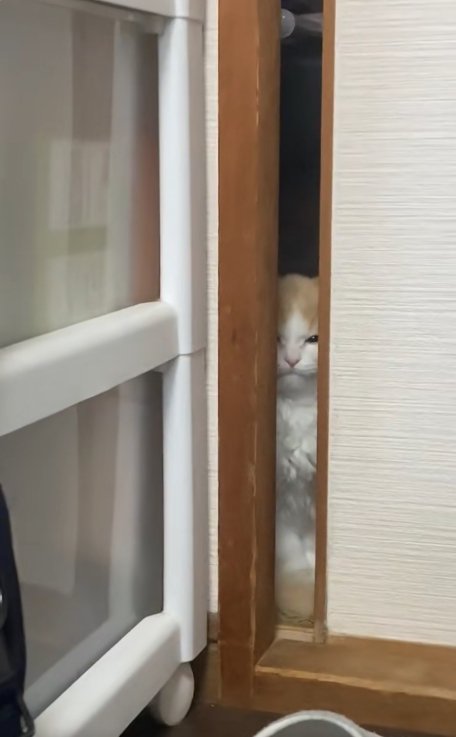 目を細めてドアの隙間からのぞいている猫