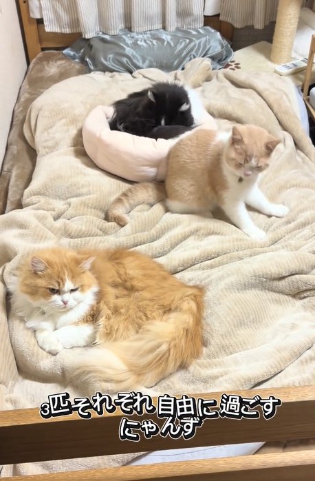 ベッドの上にいる三匹の猫