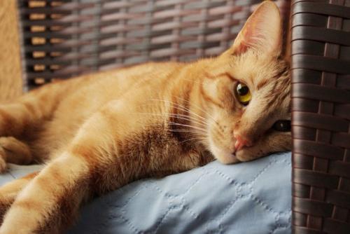 静かな茶猫