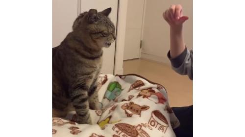 室内にいる猫