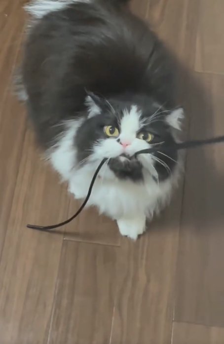 黒い紐をくわえている白黒ハチワレ猫