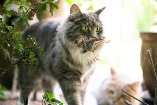 狩りをする猫